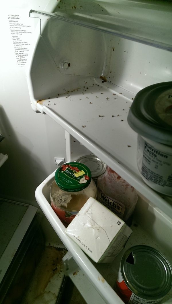 В такой холодильник мало кто рискнет положить свои продукты (7 фото)