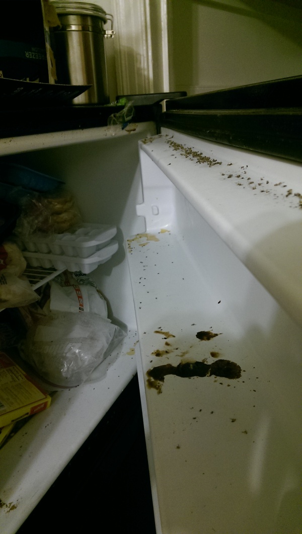 В такой холодильник мало кто рискнет положить свои продукты (7 фото)