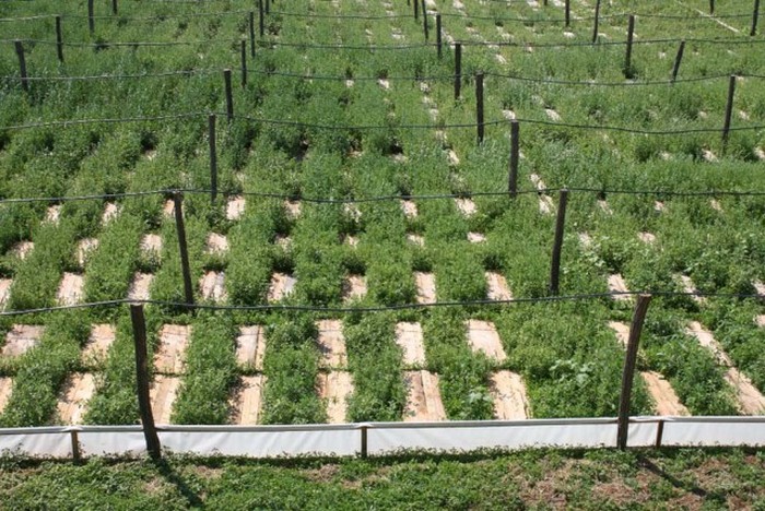 Как в Европе выращивают виноградных улиток для последующего употребления в пищу (15 фото)