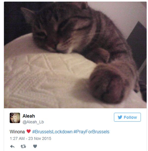 Вместо фотографий антитеррористической операции в Брюсселе начали публиковать фото с котами (21 фото)