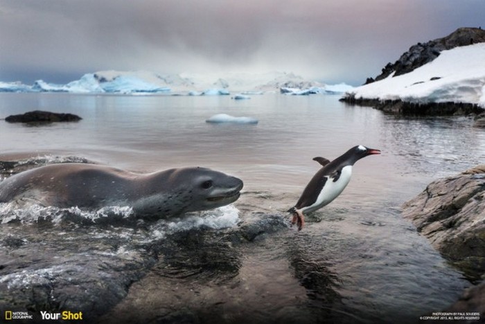 Лучшие фотографии, присланные в редакцию National Geographic, в этом году (40 фото)