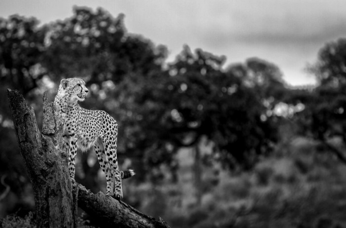 Снимки Криса Реншоу, лучшего фотографа Африки этого года (15 фото)