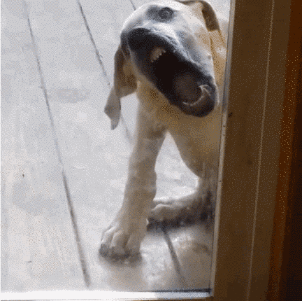 Самые прикольные фотографии собак за 2015 год (32 фото)