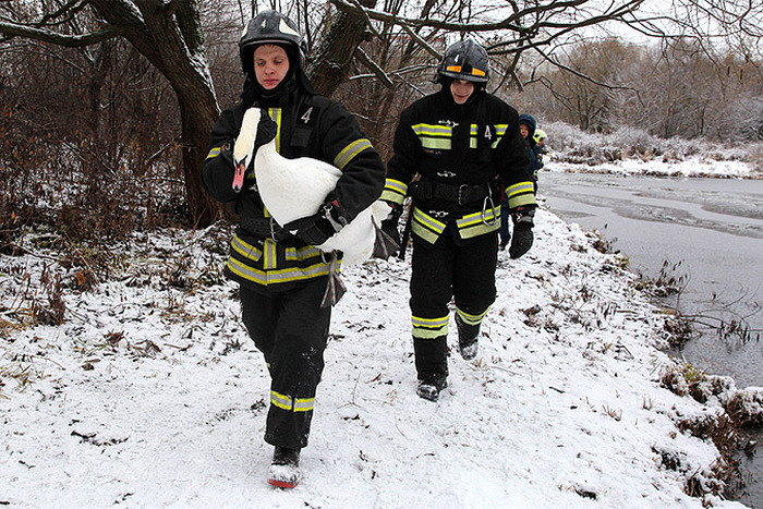 В Москве спасли пару лебедей, которая не смогла улететь в теплые края (4 фото)