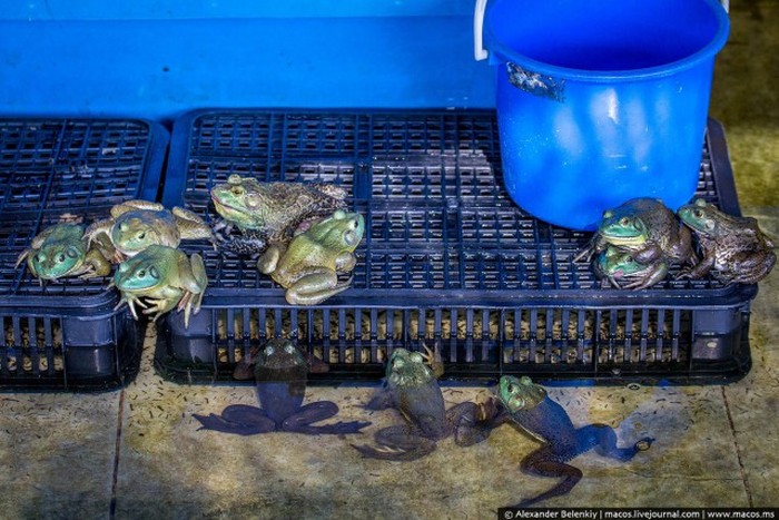 Как выращивают лягушек на специальной ферме в Сингапуре (15 фото)