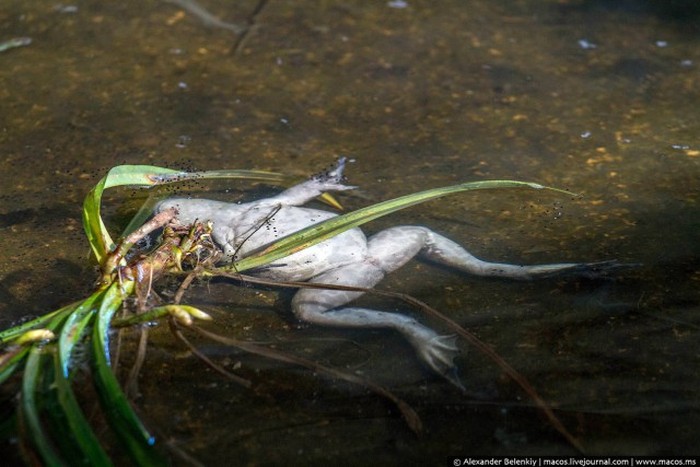 Как выращивают лягушек на специальной ферме в Сингапуре (15 фото)