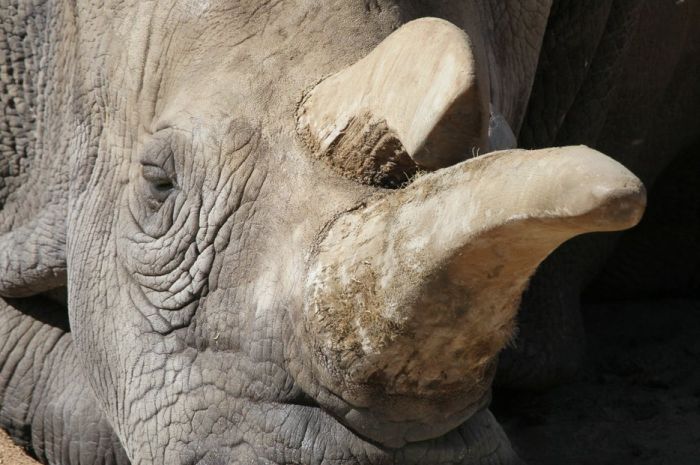 В США умер один из четырех остававшихся на земле северных белых носорогов (5 фото)