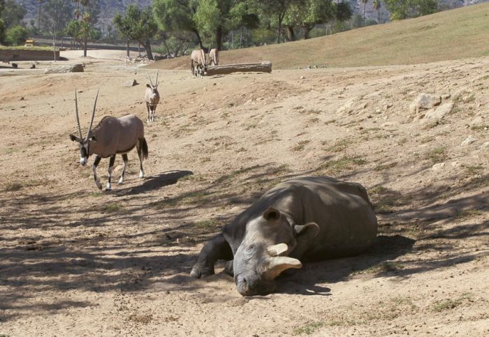 В США умер один из четырех остававшихся на земле северных белых носорогов (5 фото)