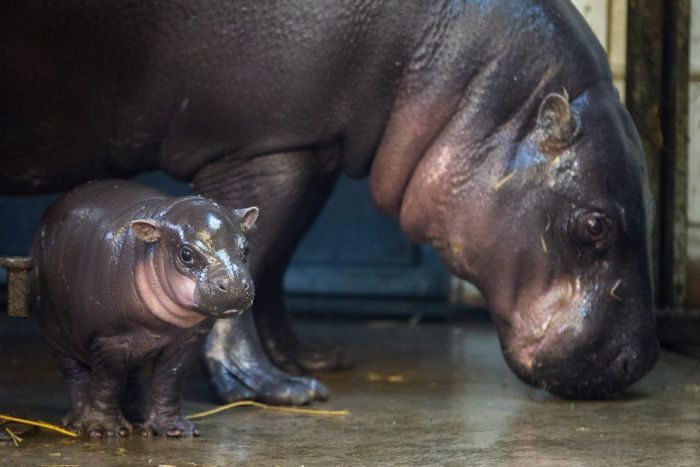 В зоопарке Бристоля показали 3-недельного детеныша карликового бегемота (17 фото)