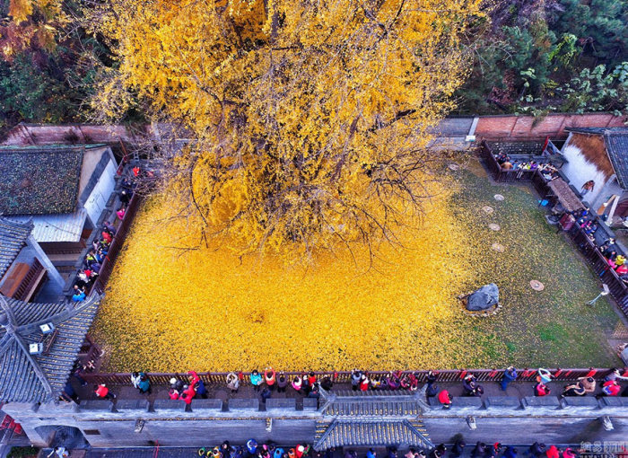 Море желтых листьев дерева гинкго во дворе буддийского храма в Китае (5 фото)