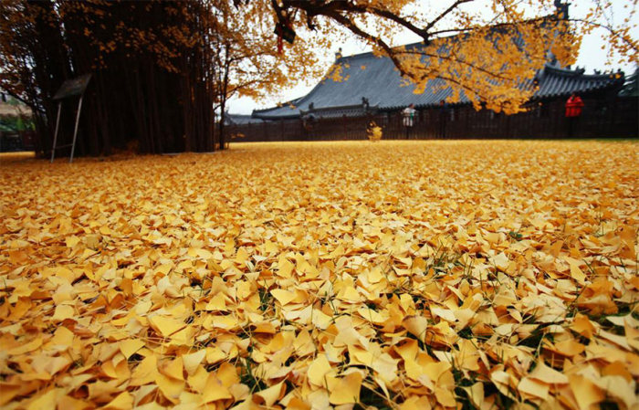 Море желтых листьев дерева гинкго во дворе буддийского храма в Китае (5 фото)