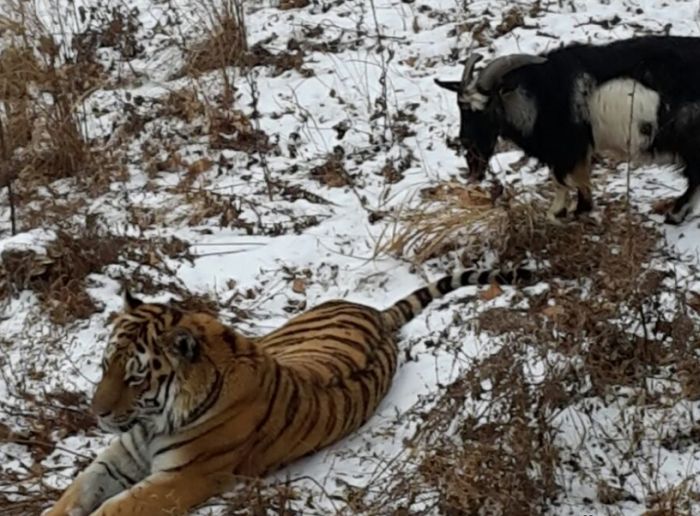 В Приморском сафари-парке храбрый козел, отданный на съедение тигру, сумел постоять за себя (4 фото)