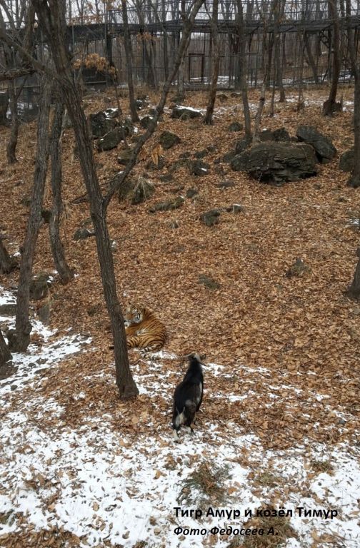 В Приморском сафари-парке храбрый козел, отданный на съедение тигру, сумел постоять за себя (4 фото)