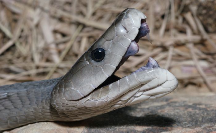 Клыки змеи мамбы (3 фото)