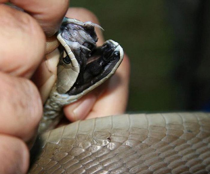 Клыки змеи мамбы (3 фото)