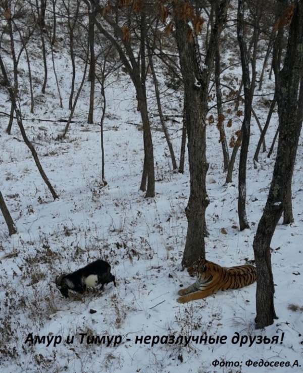 Тигр Амур стал защищать своего друга - козла Тимура (6 фото + видео)