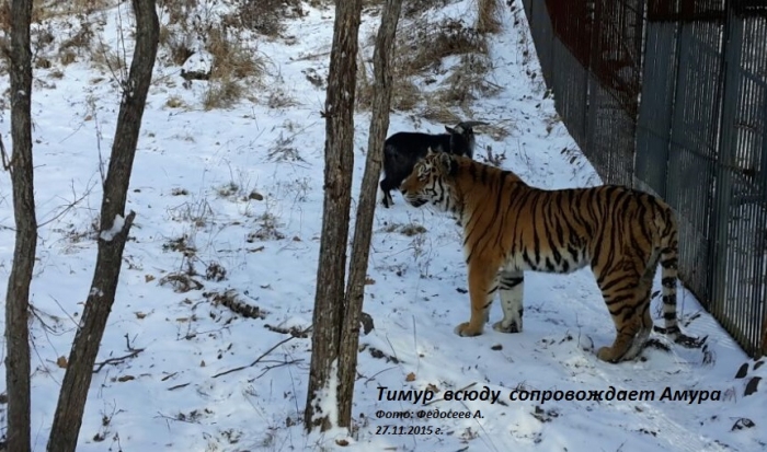 Тигр Амур стал защищать своего друга - козла Тимура (6 фото + видео)