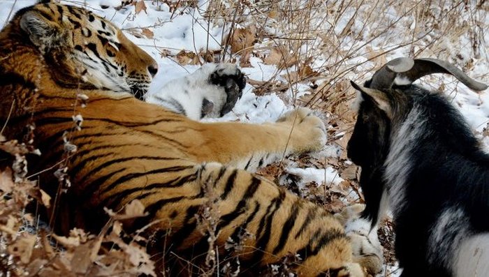 Тигр Амур недоволен расселением с козлом Тимуром (5 фото)