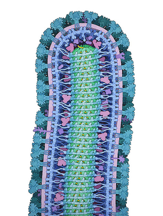 Лучшие работы конкурса BioArt 2015 американского Общества экспериментальной биологии (FASEB) (11 фото)