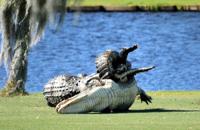 Во Флориде два аллигатора подрались на поле для гольфа на глазах у изумленных игроков (7 фото)