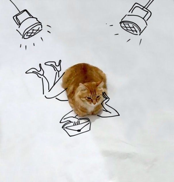 Новый тест на определение творческих способностей с фотографией кота (31 рисунок)