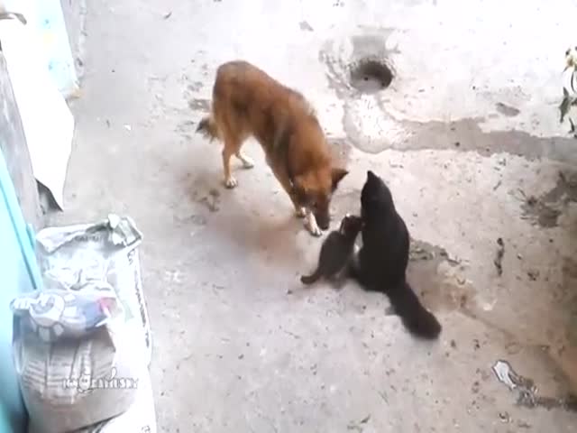 Кошка знакомит котят со своим другом