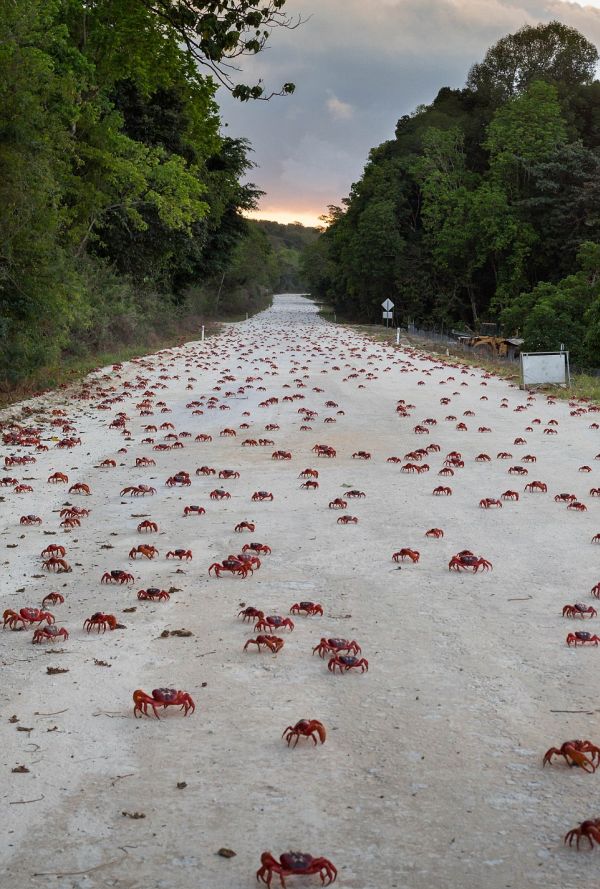 Миграция 120 миллионов крабов на острове Рождества (11 фото)