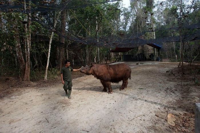 Фото редкого суматранского носорога (3 фото)