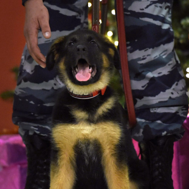 Очаровательный щенок Добрыня, подаренный российскими полицейскими французским коллегам (5 фото)