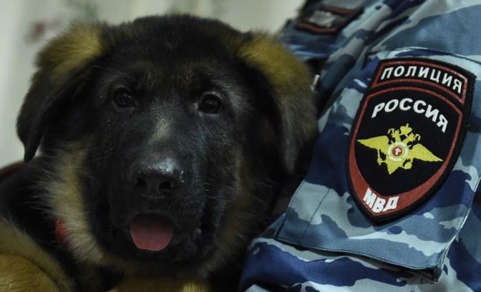 Очаровательный щенок Добрыня, подаренный российскими полицейскими французским коллегам (5 фото)