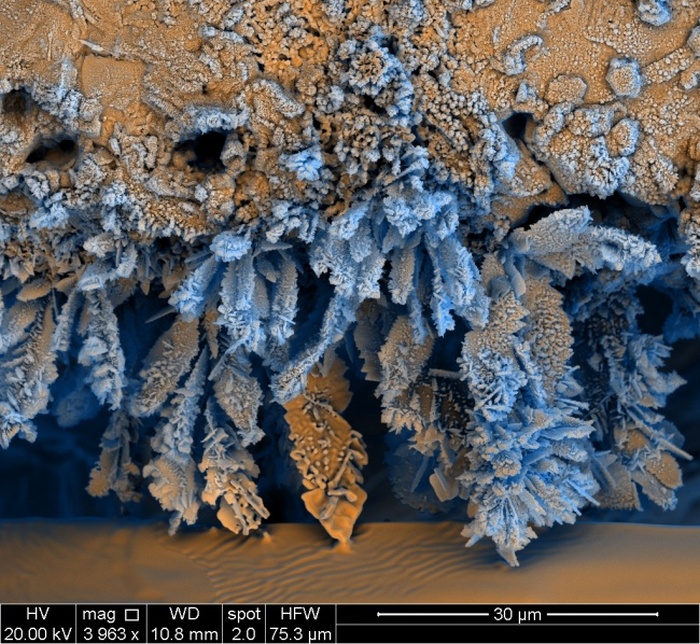 Удивительные снимки, сделанные под микроскопом (25 фото)