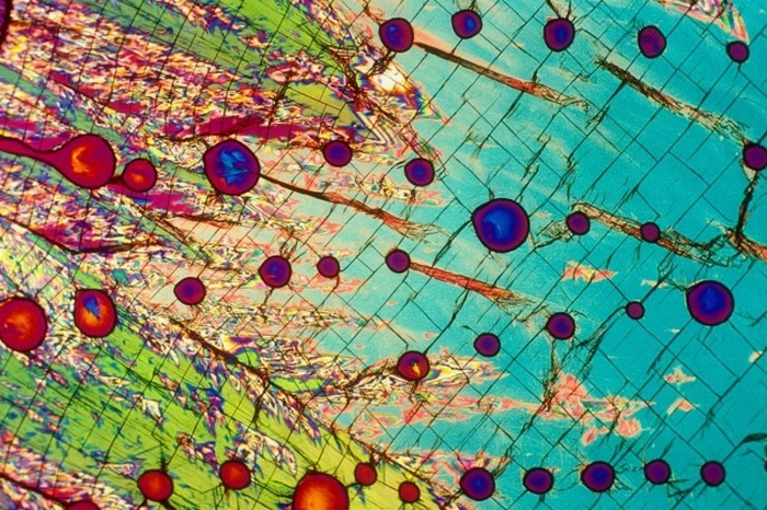 Удивительные снимки, сделанные под микроскопом (25 фото)
