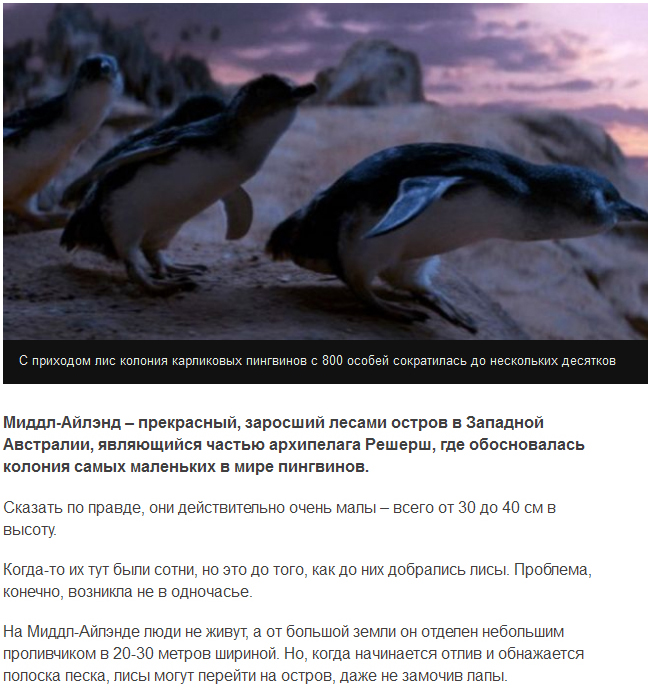 Cобаки спасли карликовых пингвинов от лис (6 скриншотов)