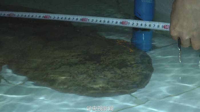 В Китае найдена редкая 200-летняя гигантская саламандра (4 фото)