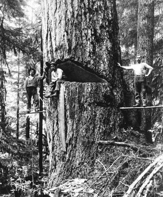 Американские лесорубы конца XIX - начала XX века (15 фото)