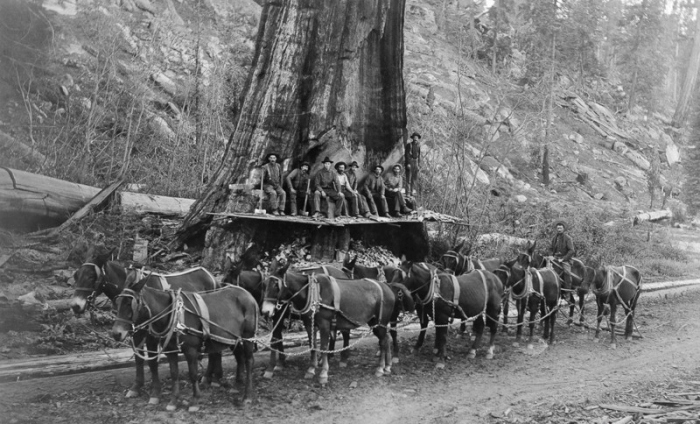 Американские лесорубы конца XIX - начала XX века (15 фото)