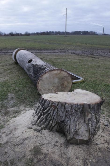 В Эстонии неизвестные спилили огромный деревянный монумент-фаллос (4 фото)