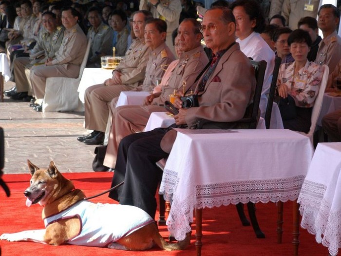 Жителю Таиланда грозит 37 лет тюрьмы за оскорбление собаки короля (2 фото)
