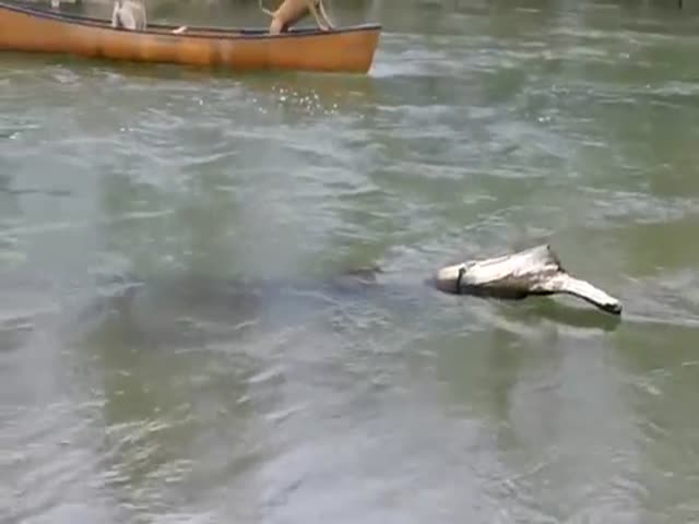 Храбрый лабрадор спас двух других собак