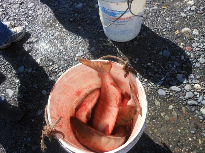 Как "черпают" рыбу на Аляске (10 фото)