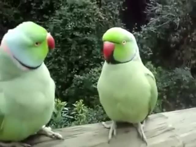 Милые попугайчики общаются друг с другом