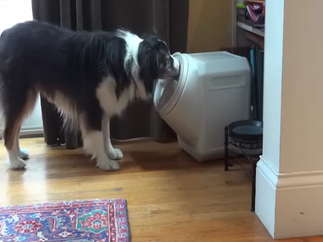 Собака научилась открывать герметичный контейнер