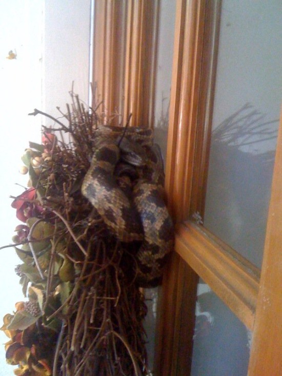 На пороге собственного дома мужчина был укушен змеей прямо в лысину (5 фото)