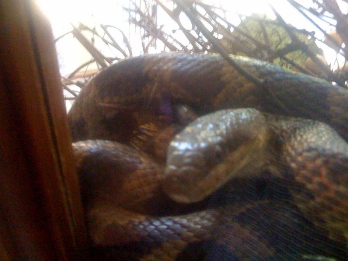 На пороге собственного дома мужчина был укушен змеей прямо в лысину (5 фото)
