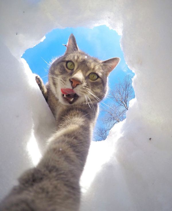 Мэнни - кот, который знает толк в селфи (8 фото)