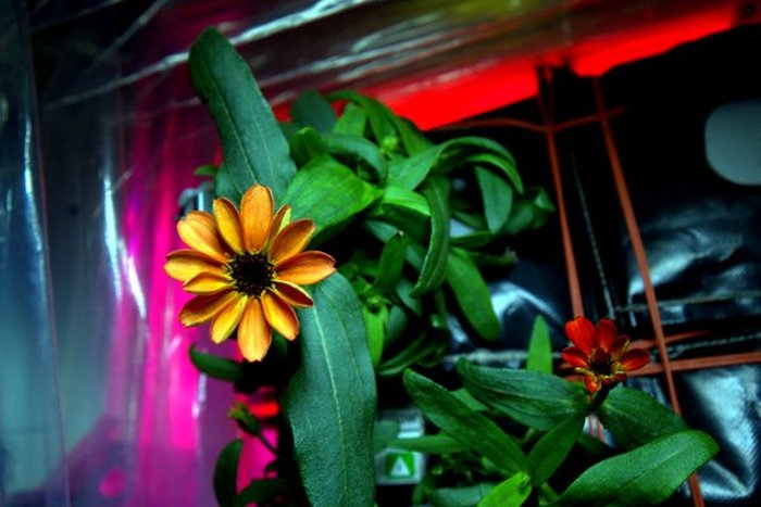 На борту МКС впервые распустился цветок астры-циннии (2 фото)