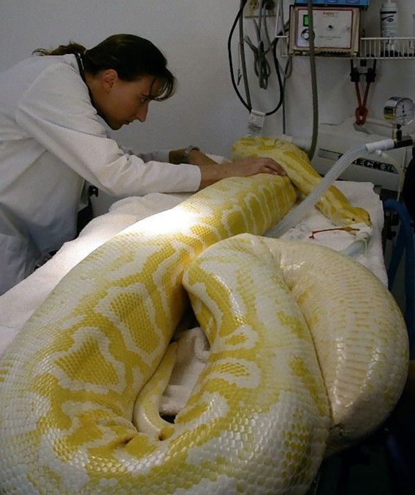 Анестезия для змей (10 фото)