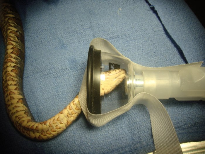 Анестезия для змей (10 фото)