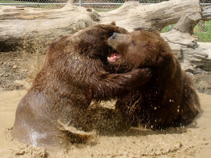 Как 700-килограммовый медведь стал настоящим другом американца (6 фото + видео)