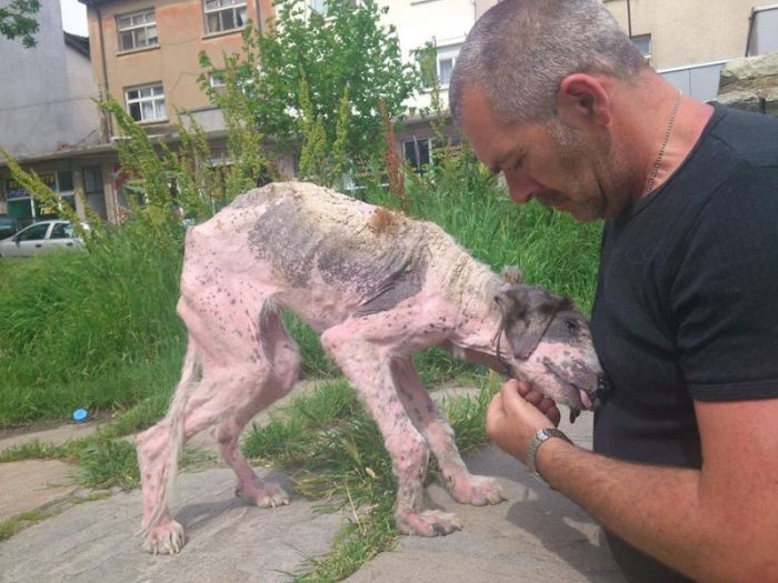 Спасение бездомной собаки по кличке Кхалиси (24 фото)